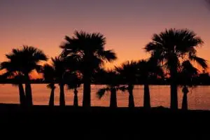 Image of a sunset and palm trees in San Diego